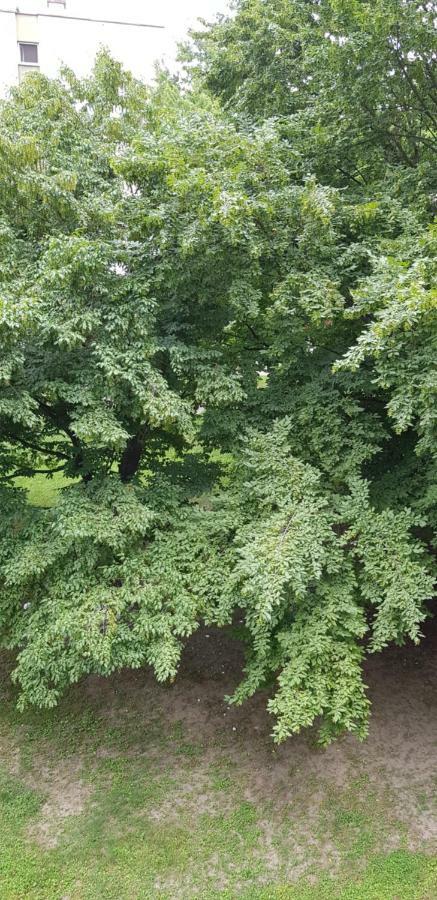 Orhideja Osijek Apartment ภายนอก รูปภาพ